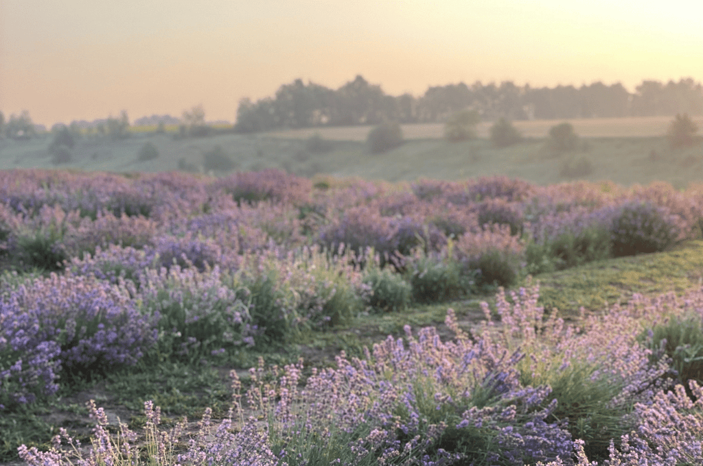3 Scents to Help You Sleep Better