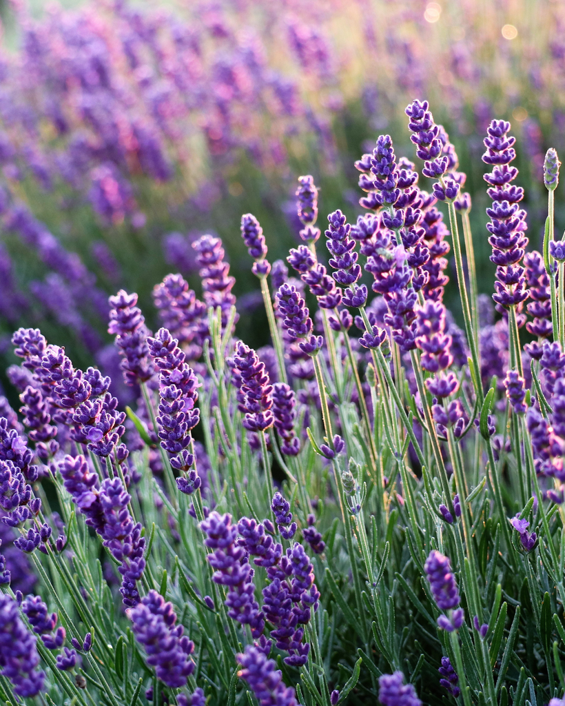 Floral Scents