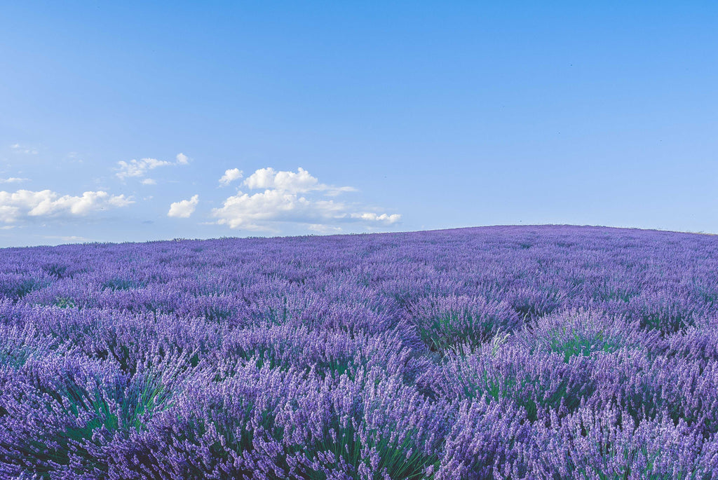 Lavender field with blue sky. Experience lavender scented candles, room sprays and home fragrance from Brightfield