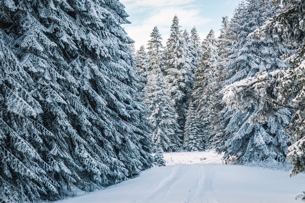 Winter scents, winter candles, holiday candles, holiday scents, best winter candles, best winter scents, best Christmas gifts, best Christmas candles, wood wick Christmas candles, wood wick winter candles, snowy winter wonderland, snowy forest